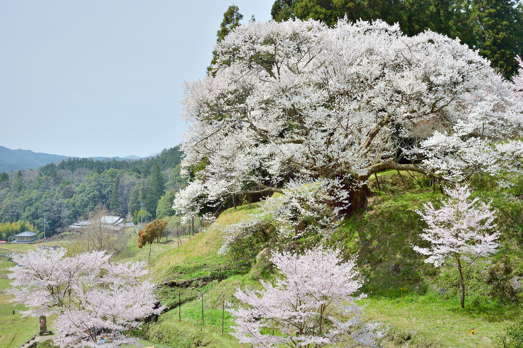 Sennenzakura Cherry Blossom Viewing - Official Nara Travel Guide