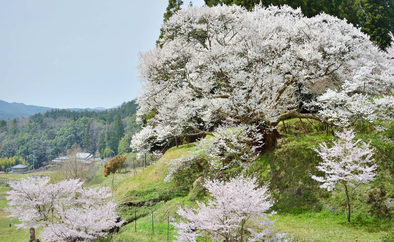 Sennenzakura Cherry Blossom Viewing