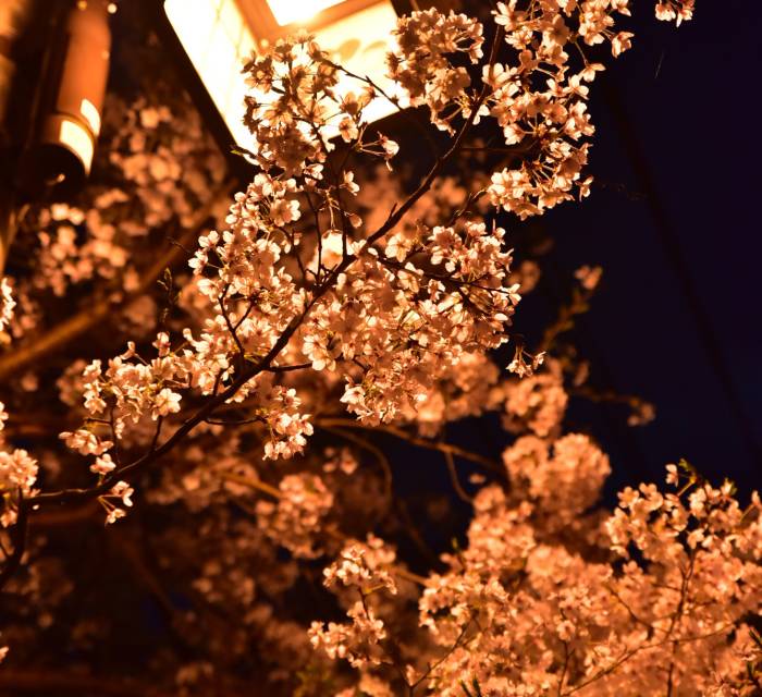 Yoshino Cherry Blossoms by Night 02