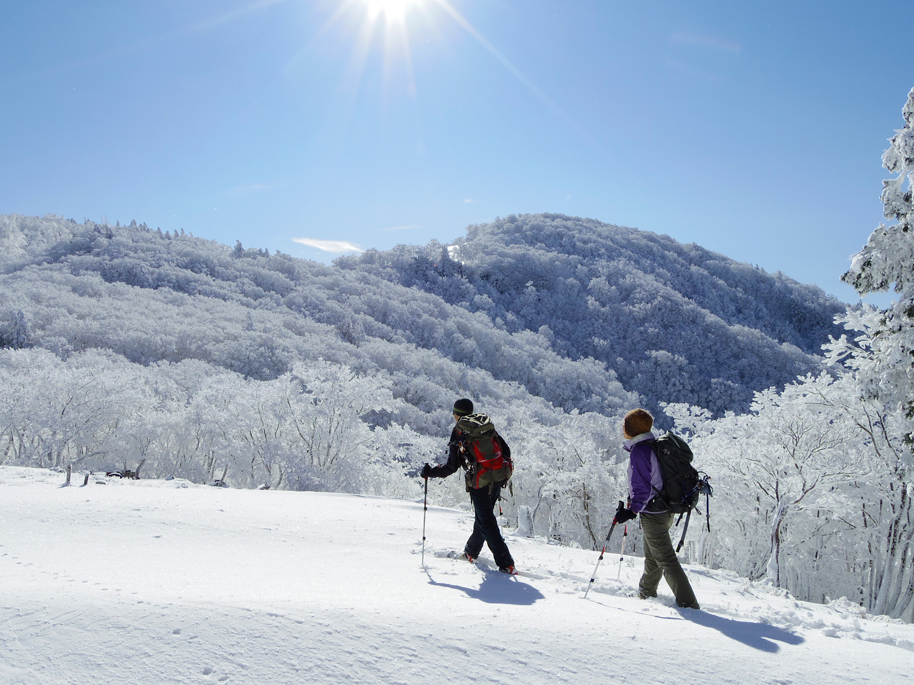 Nara's Best Winter Escapes - Official Nara Travel Guide