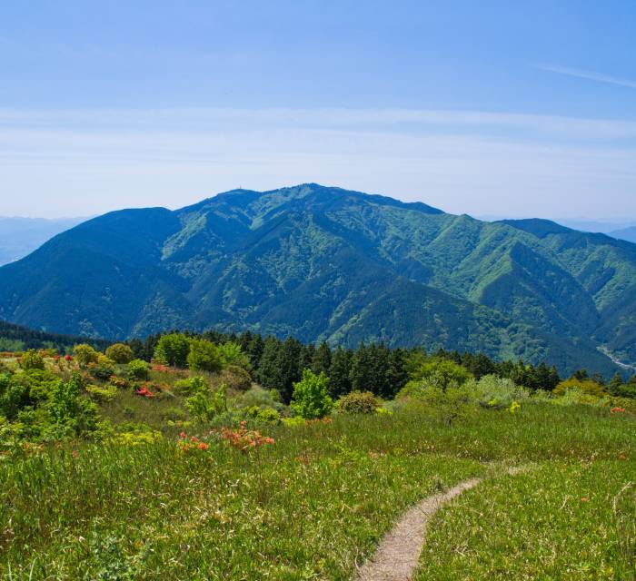 Mt. Katsuragi Azalea 02