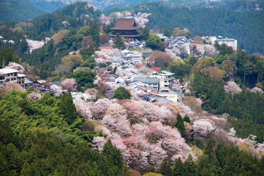 Mt. Yoshino Cherry Blossoms - Official Nara Travel Guide