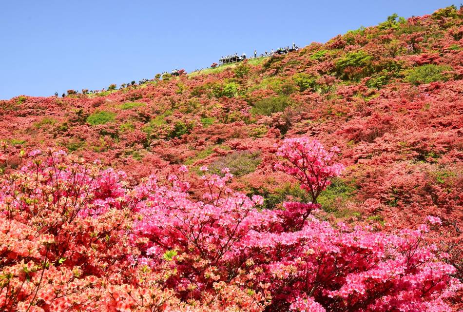 Mt. Katsuragi Azalea 01