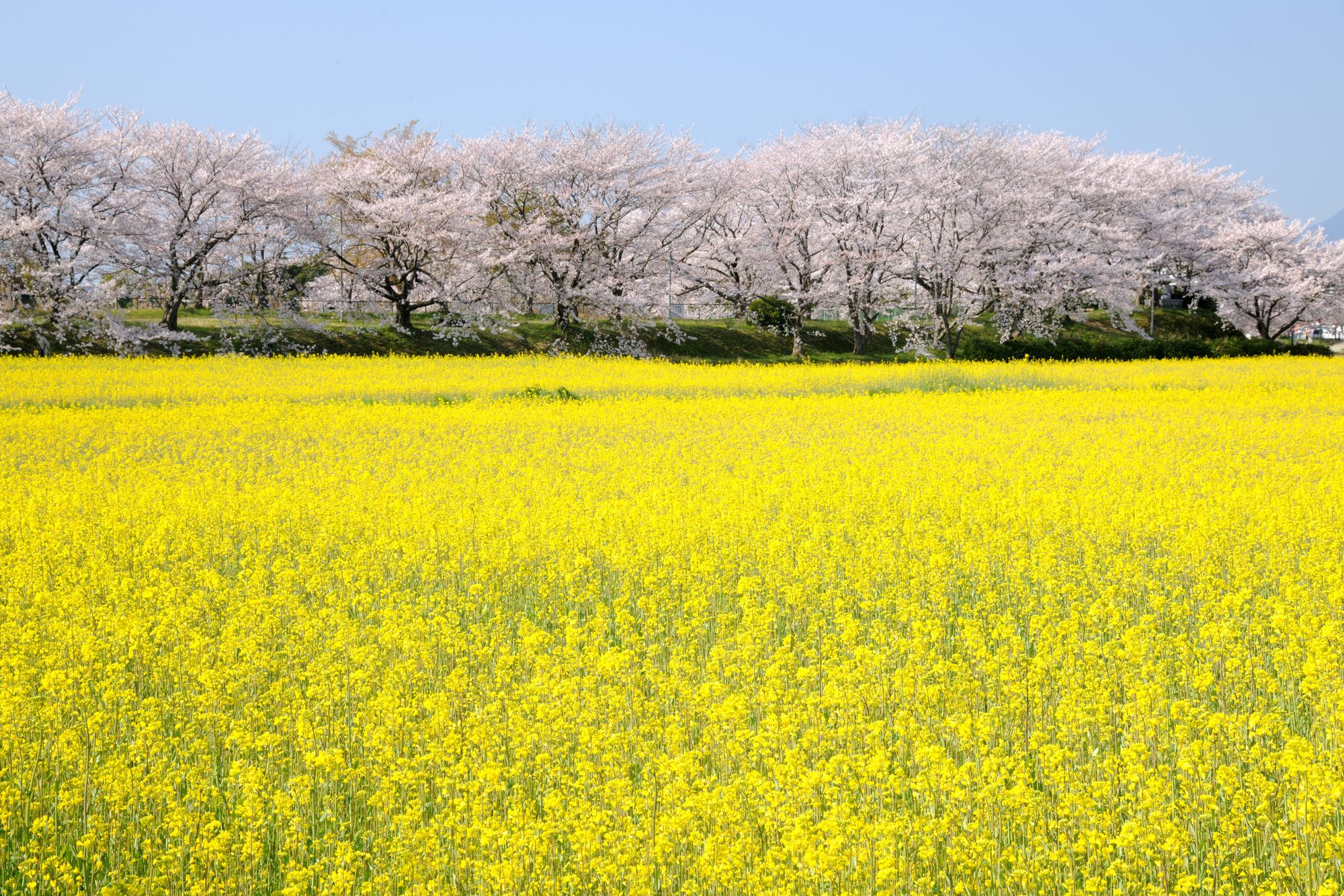 pixta_21016505_M.jpg?fit=thumb