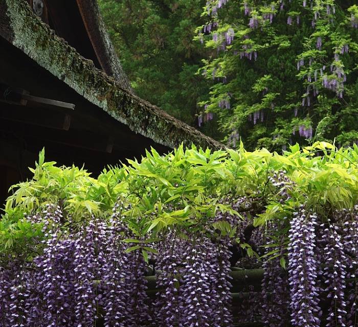 Kasugataisha Shrine 02