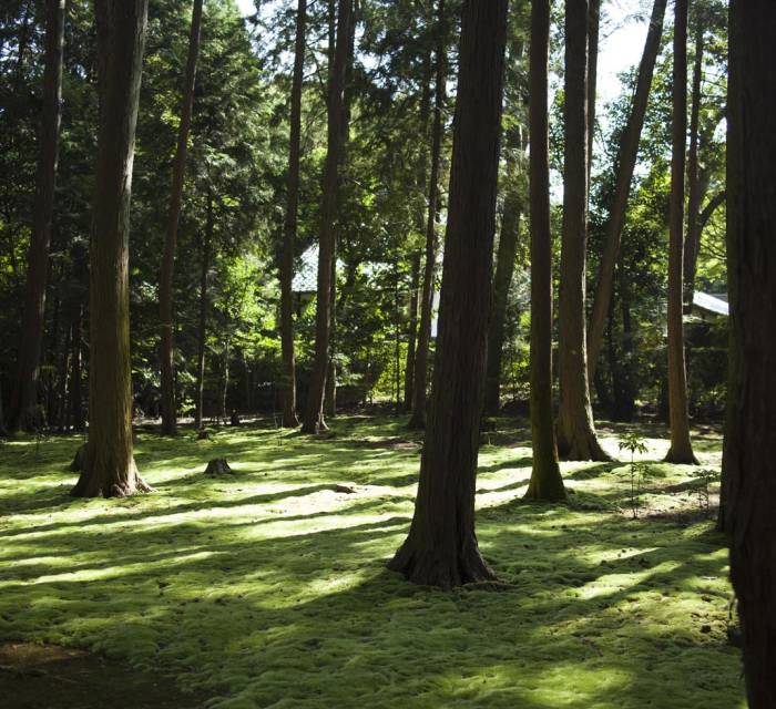 Toshodaiji Temple 01