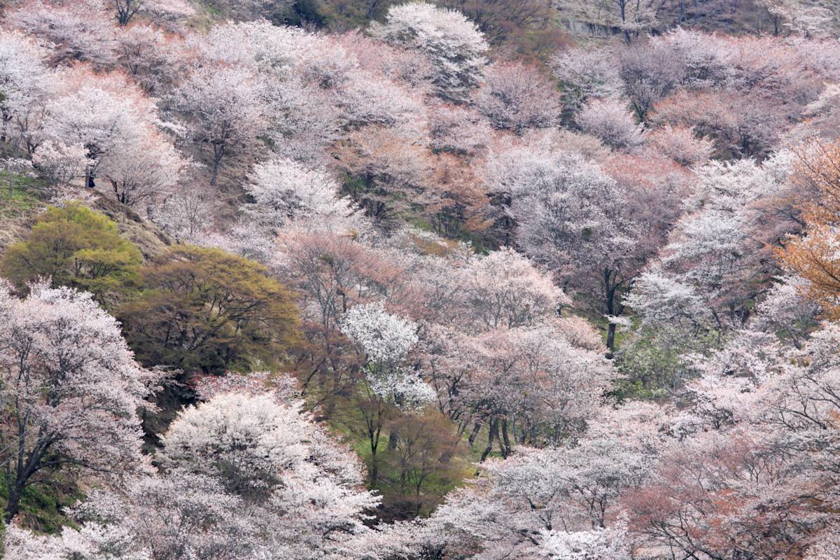 yoshino nara wallpaper