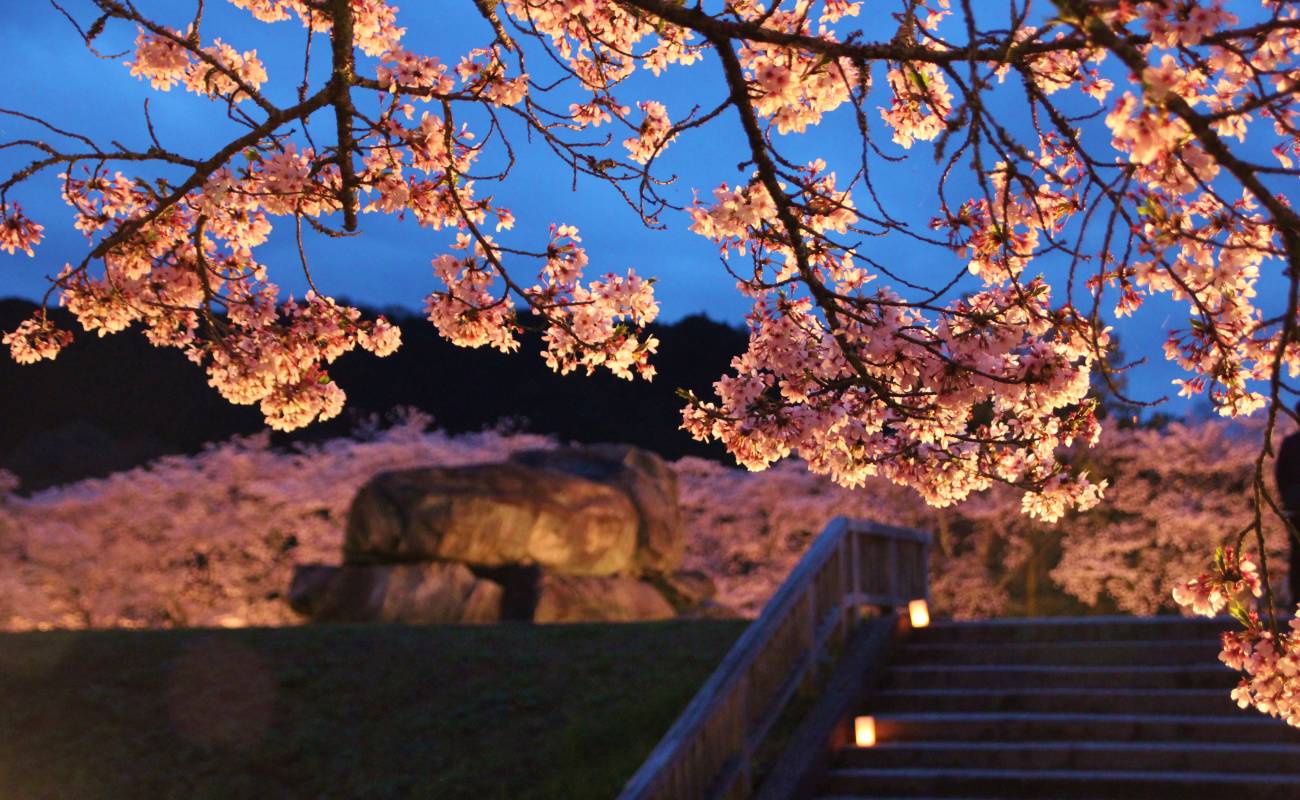 Ishibutai Tumulus Cherry Blossoms by Night