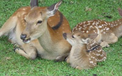 Nara Park Baby Deer