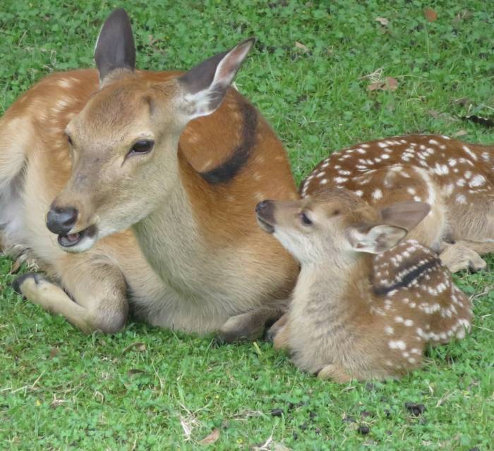 Nara Park Baby Deer 01