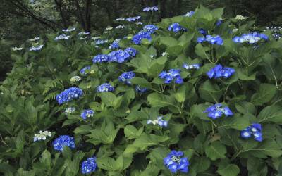 Hydrangea Festival