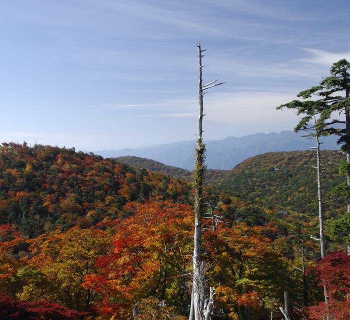 Odaigahara Autumn Leaves 02