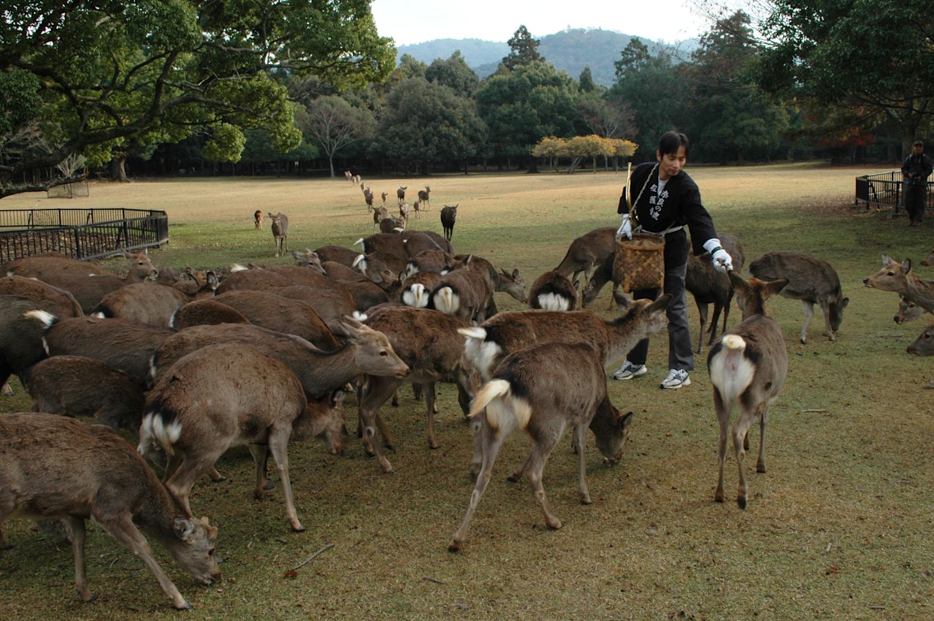 Only in Nara: Unique Places, Unforgettable Experiences - Official Nara ...