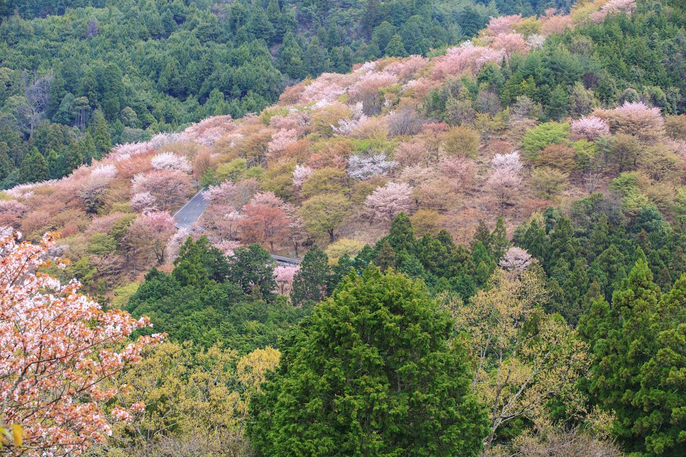 See & Do - Official Nara Travel Guide