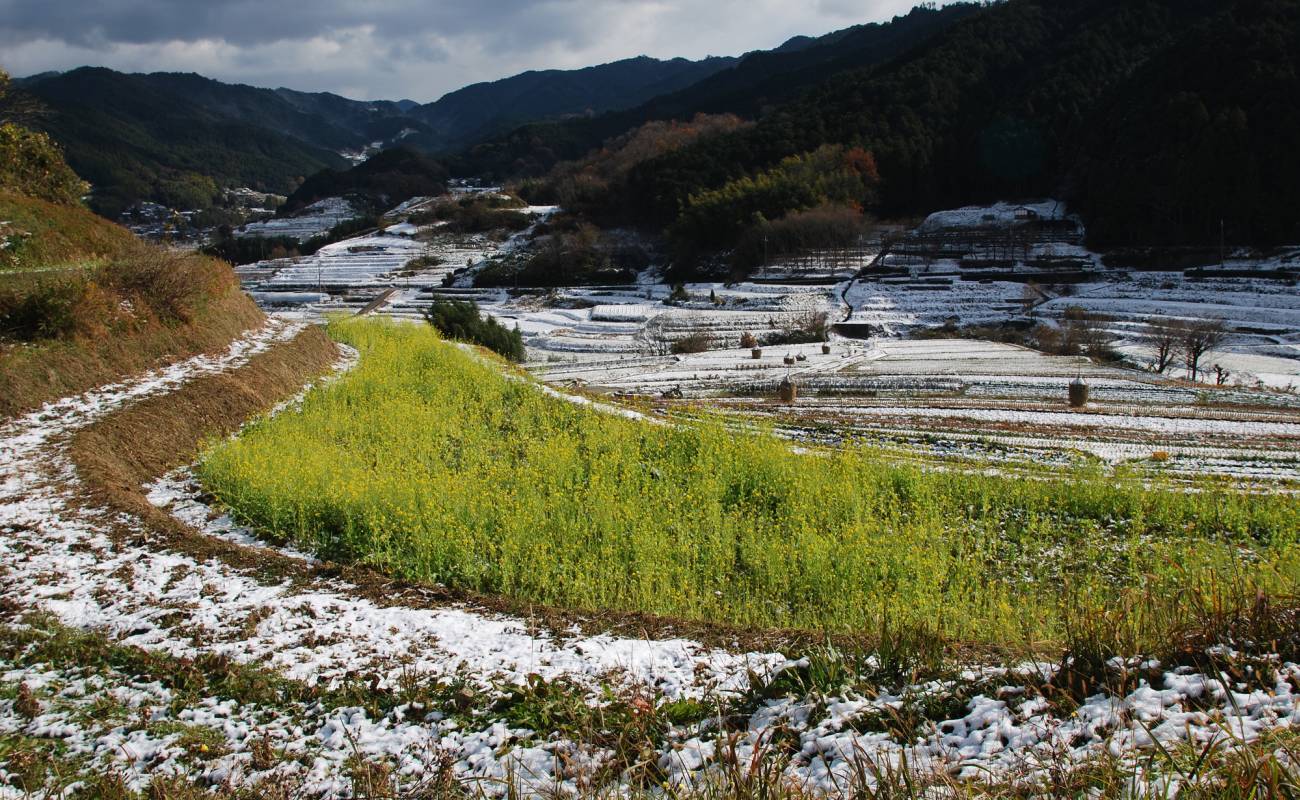 Inabuchi Tanada Terraced Rice Fields