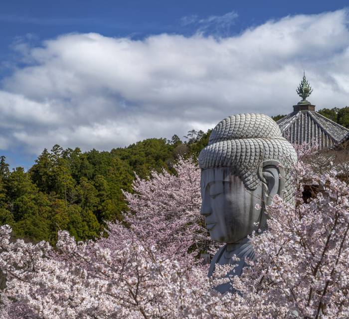 Tsubosaka-dera Temple (Minami Hokkeji Temple) 02