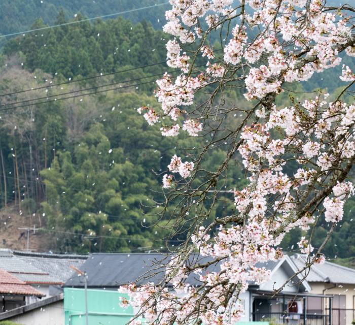 Mikumari Cherry Blossoms 01