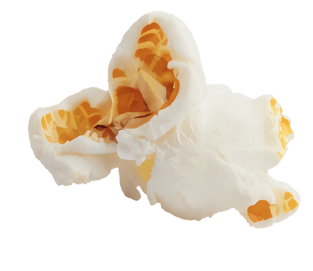 A single, fluffy kernel of plain popcorn