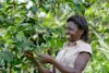 Mike Muizebelt Webversie-Acorn Uganda MMU-7884