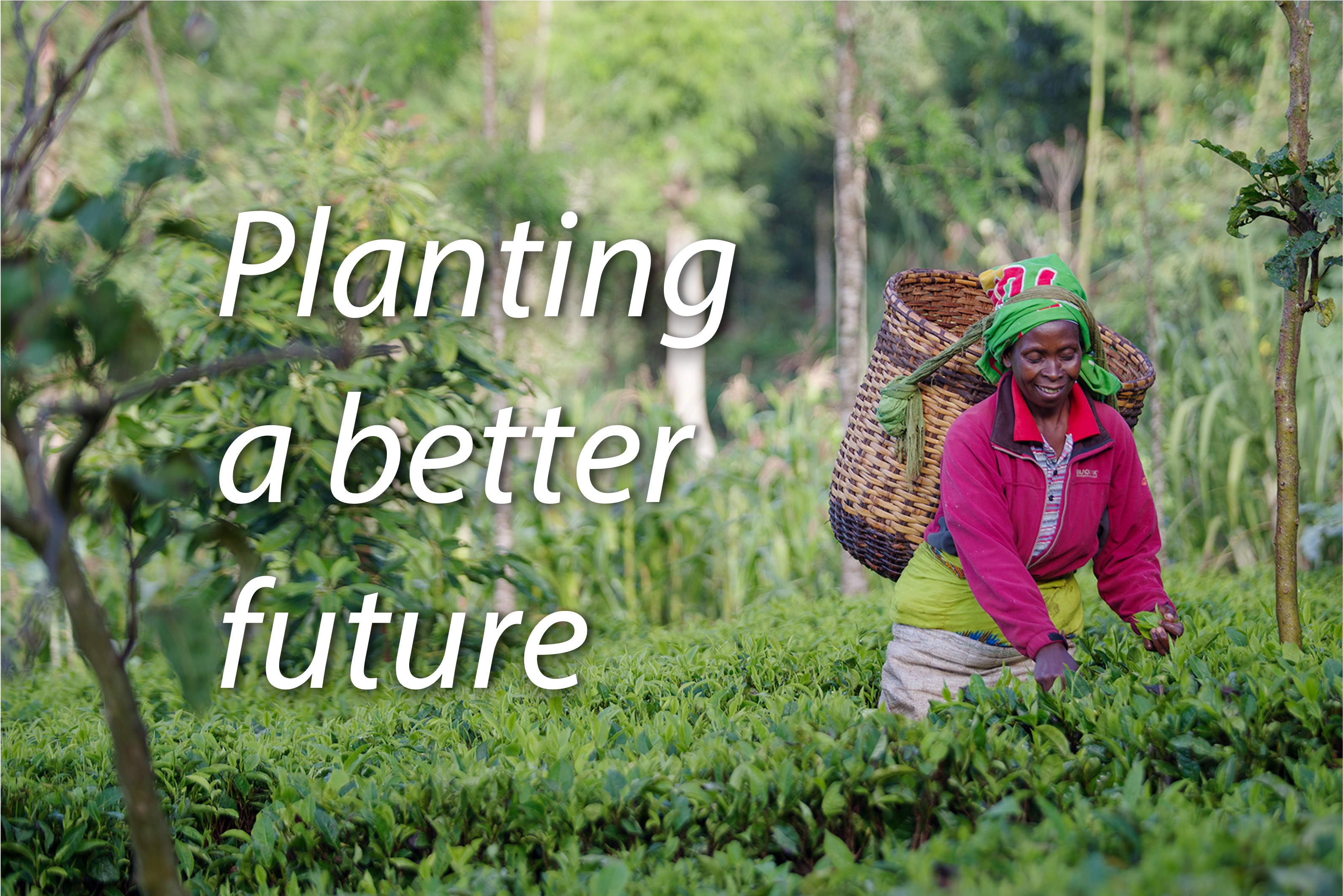 Getting the World of Coffee energized about insetting Acorn Rabobank