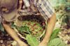 solidaridad nicaragua project