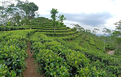Kebun Teh Nglinggo