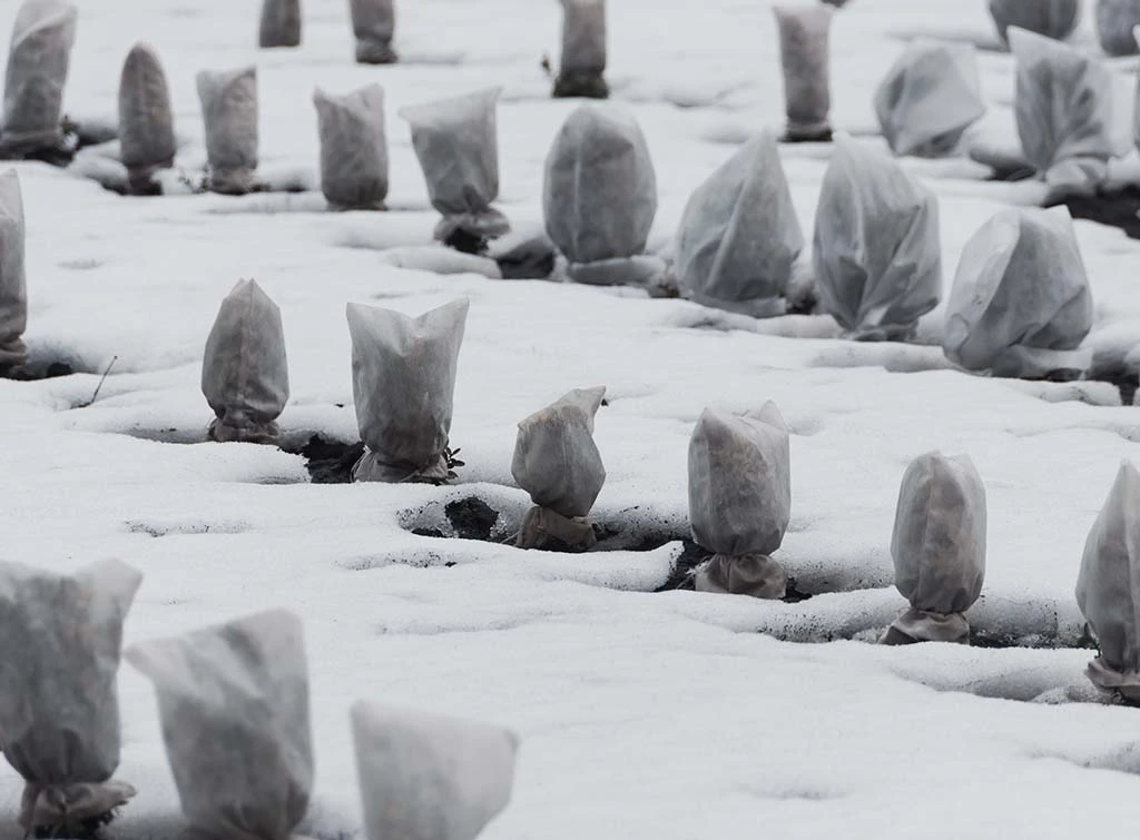 tree covers for frost protection