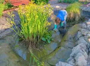 water feature removal cost