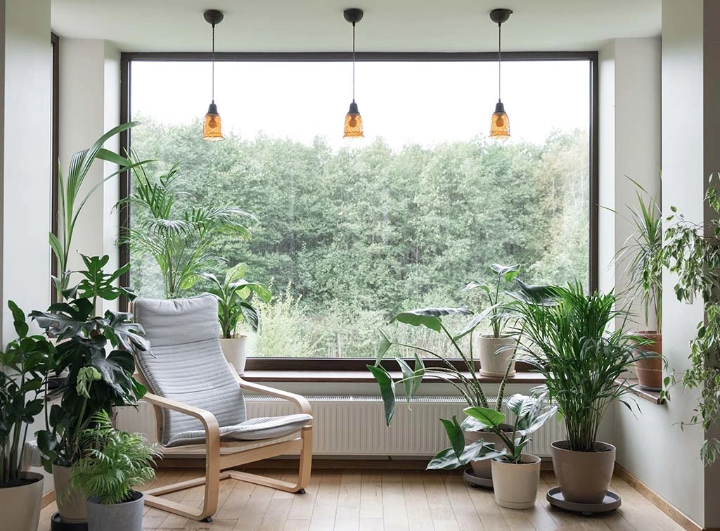 jungle view