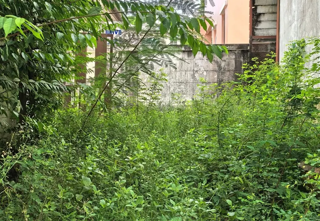Weeds overcrowding garden