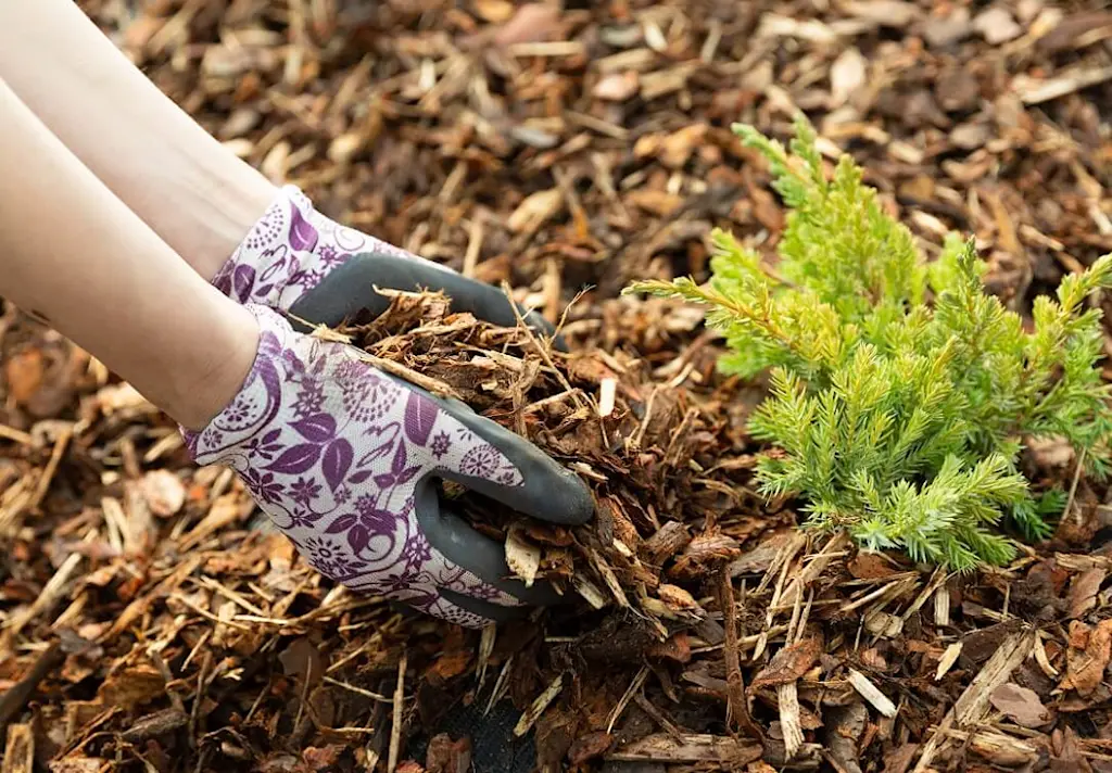 Applying mulch to tree