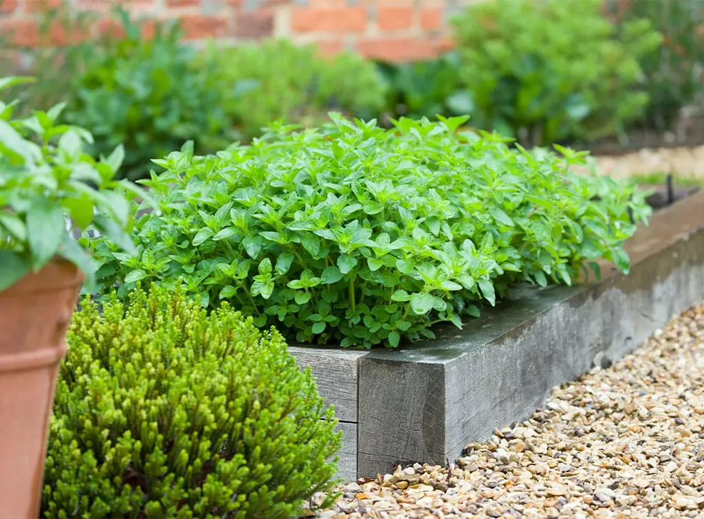 Sleepers for plants