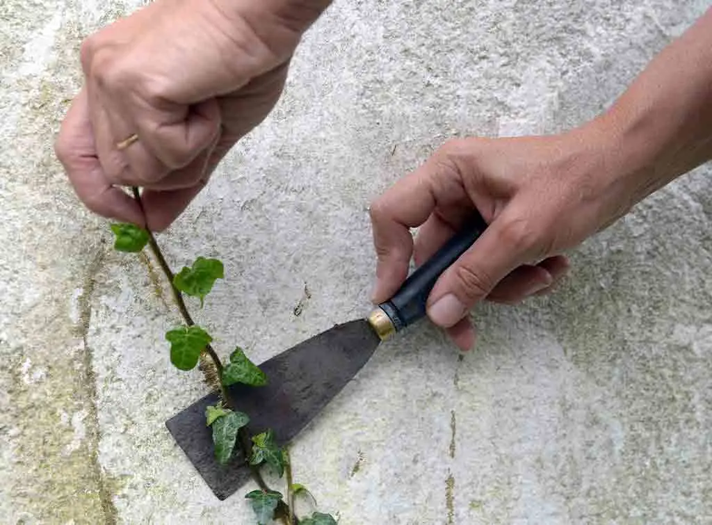 Ivy removal in progress