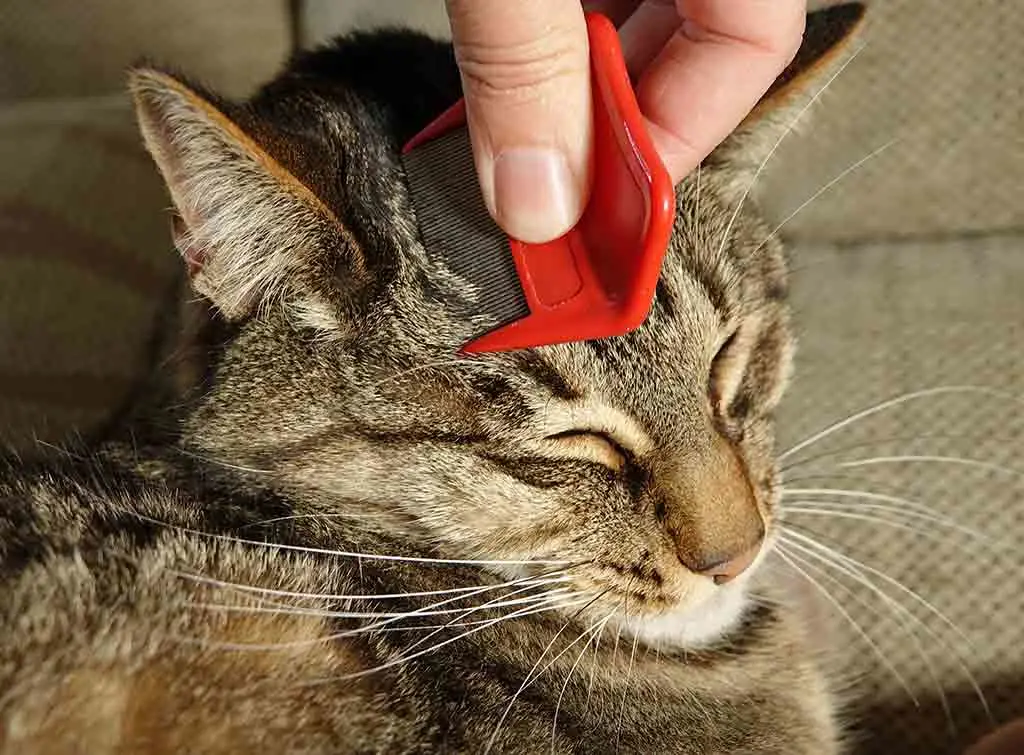 Getting rid of fleas on animals