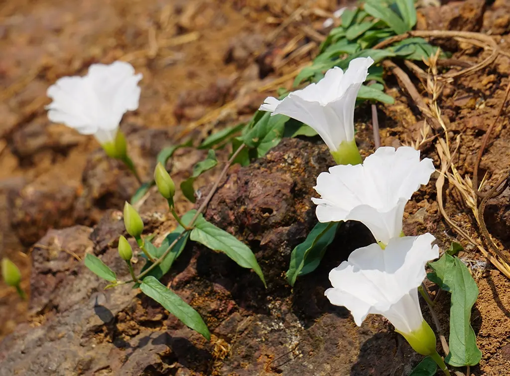 How do I permanently get rid of bindweed