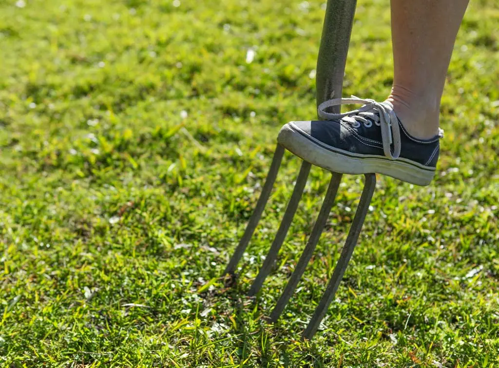 aerating a lawn with a pitch fork
