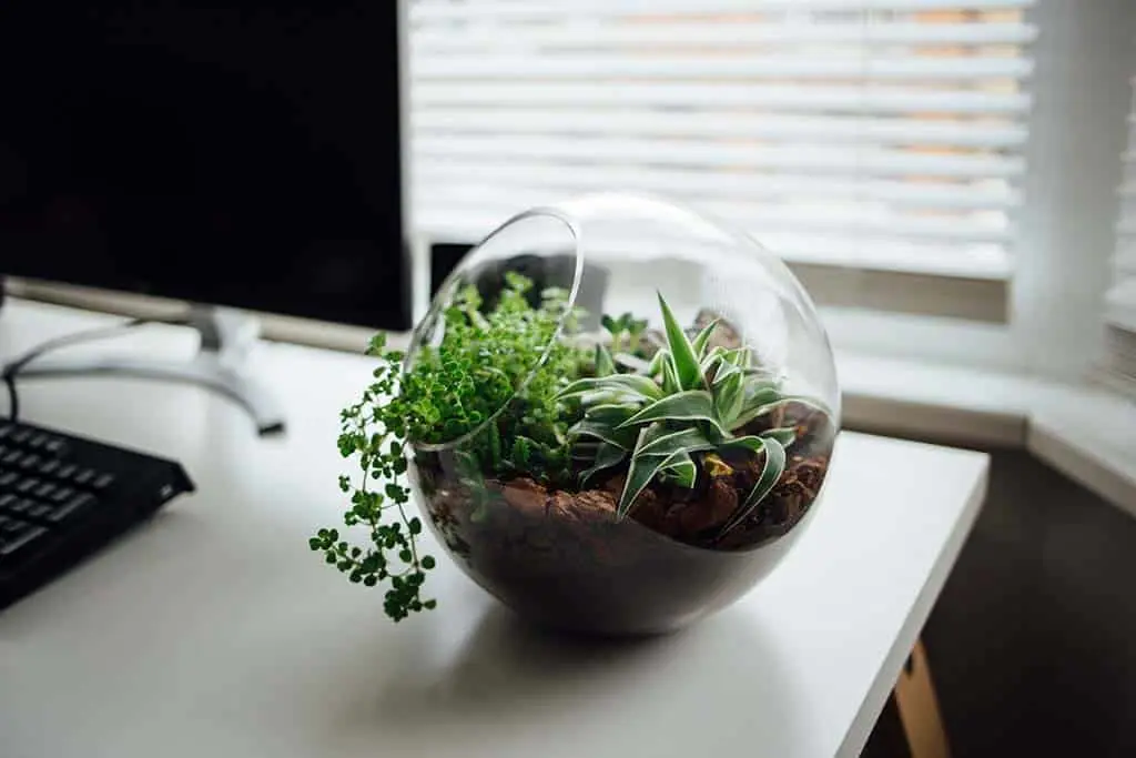 Small indoor glass garden