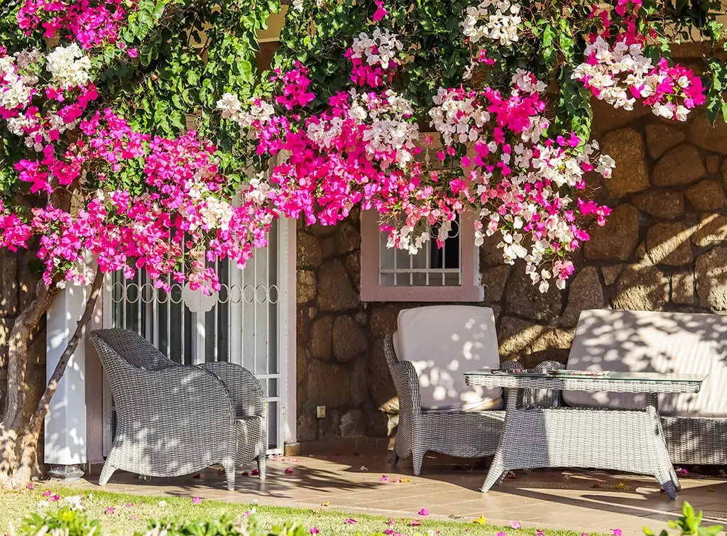 Mediterranean garden