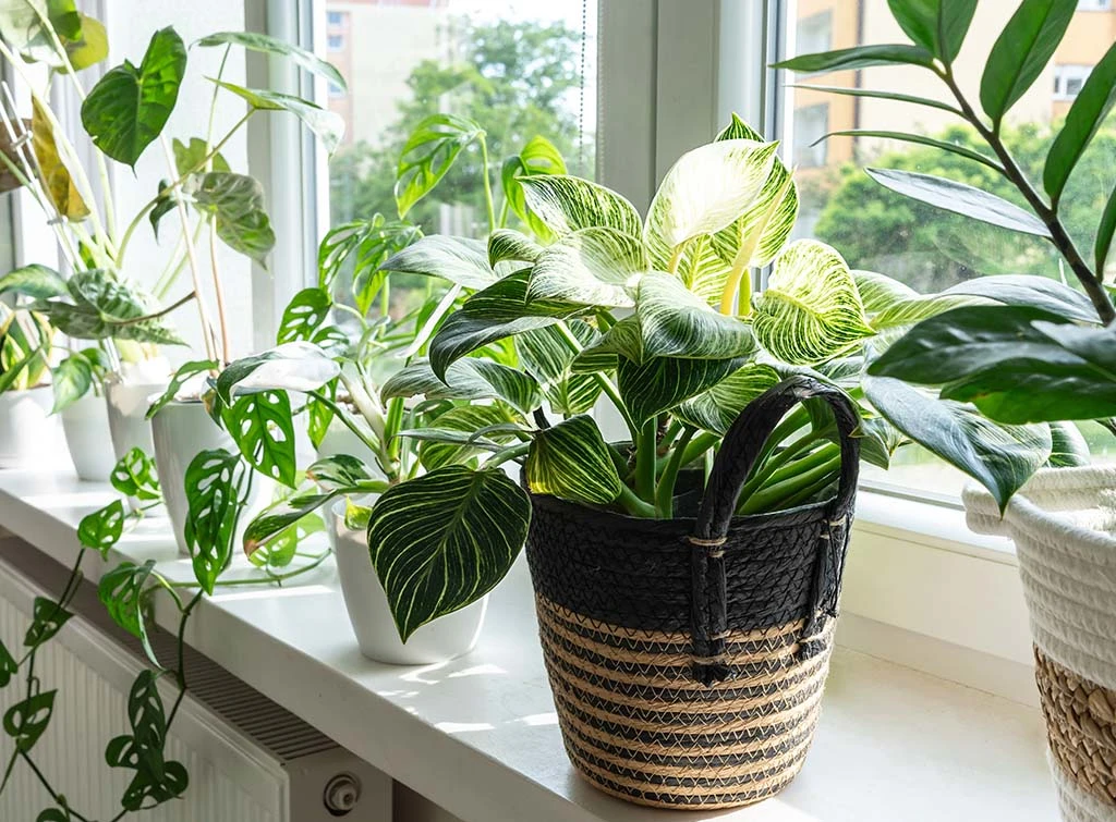 screen with plants for bathroom window idea