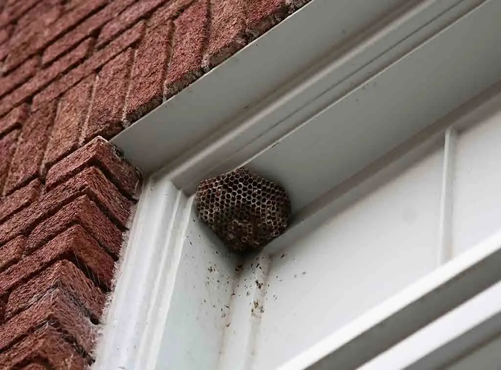 Wasp control near me