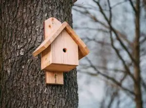 How to make a bird box