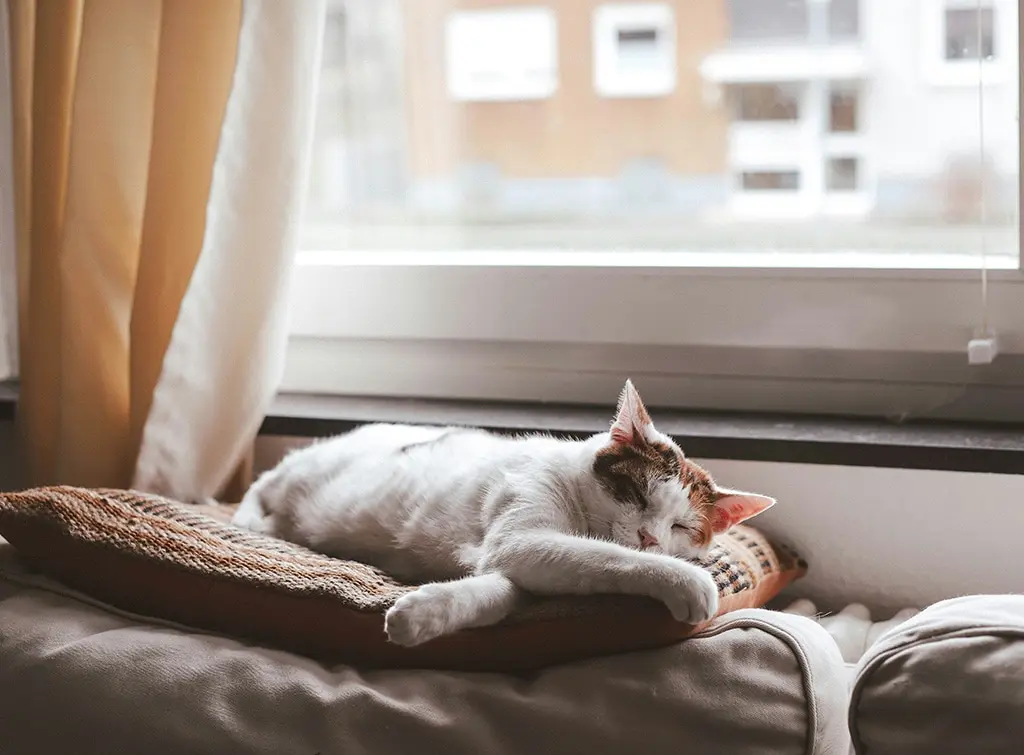 Cat bed ideas