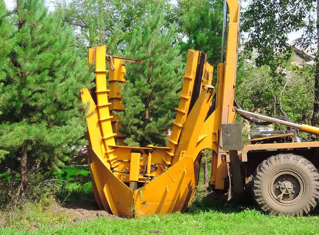 Large tree transplanting cost