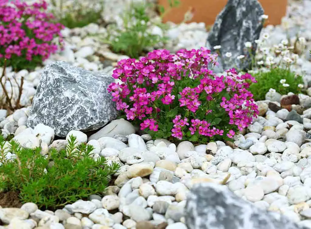 Garden rockery ideas