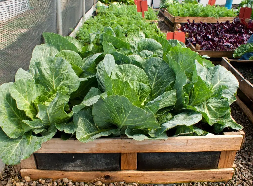 Vegetable patch made from wood pallet fence panels