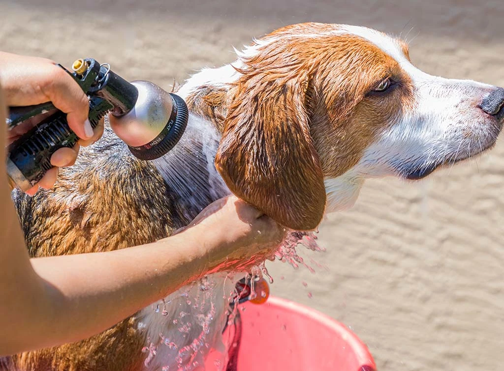 Dog having a shower with a warm hose