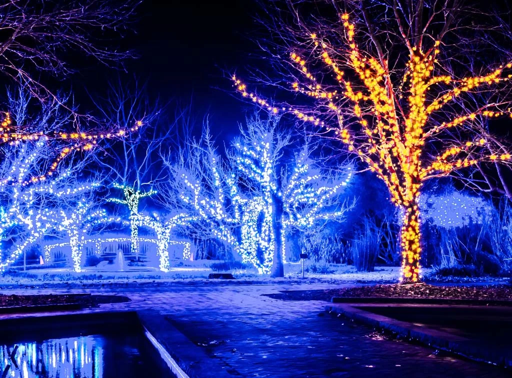 go for winter wonderland by lighting up trees