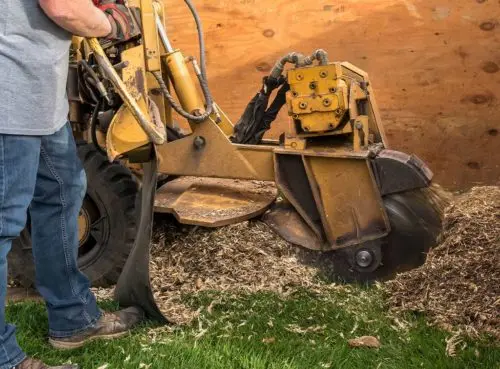 Stump grinder removing tree stump and roots