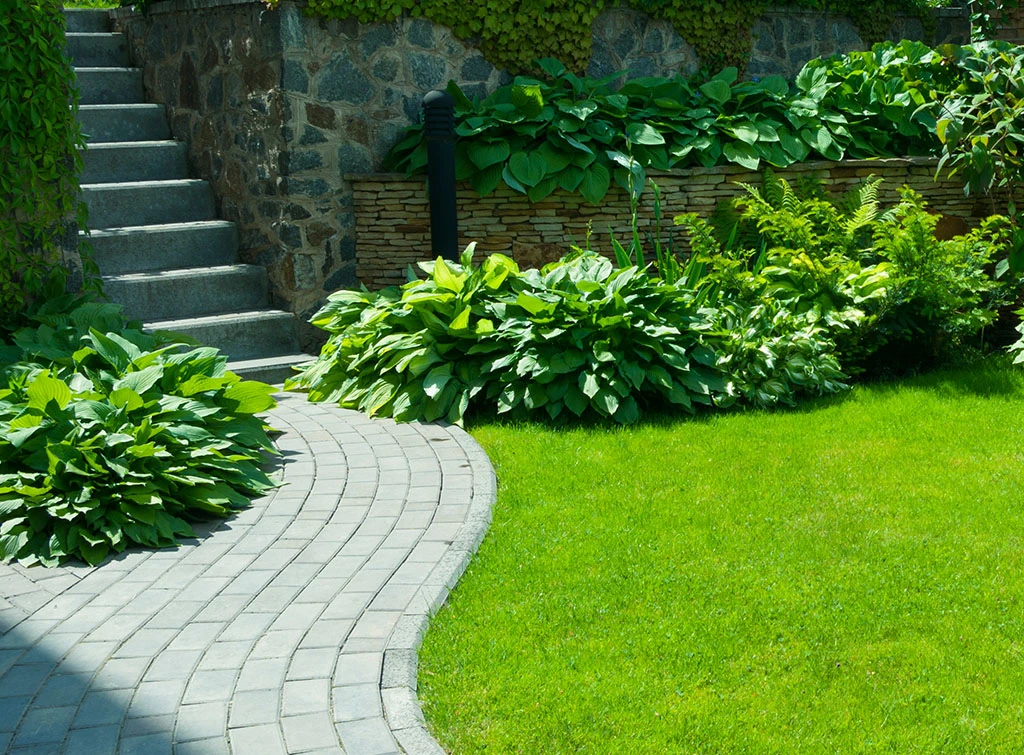 A neat, bright green garden