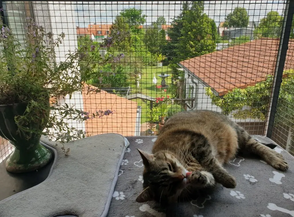 Warm bed in a catio cat enclosure